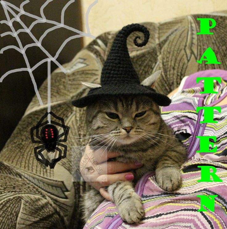 a cat wearing a witches hat sitting on top of a bed next to a spider web