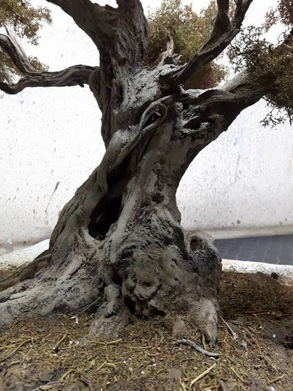 an old tree that is growing out of the ground