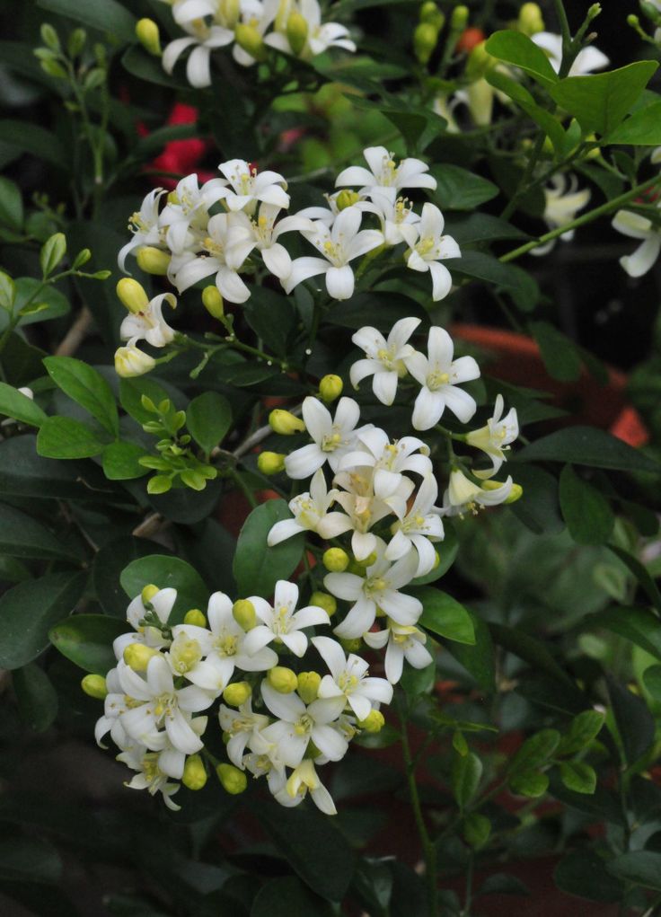 small white flowers with green leaves in the background