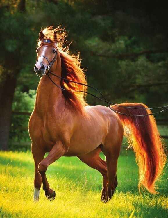 a brown horse with long hair running in the grass