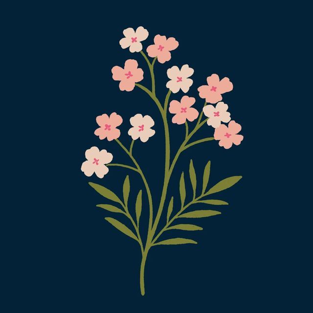 pink and white flowers with green leaves on a dark blue background, against a black backdrop