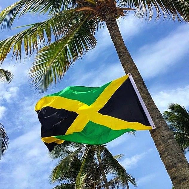 a flag is hanging from the side of a palm tree