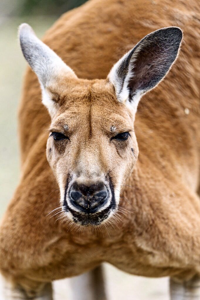 a close up of a kangaroo looking at the camera