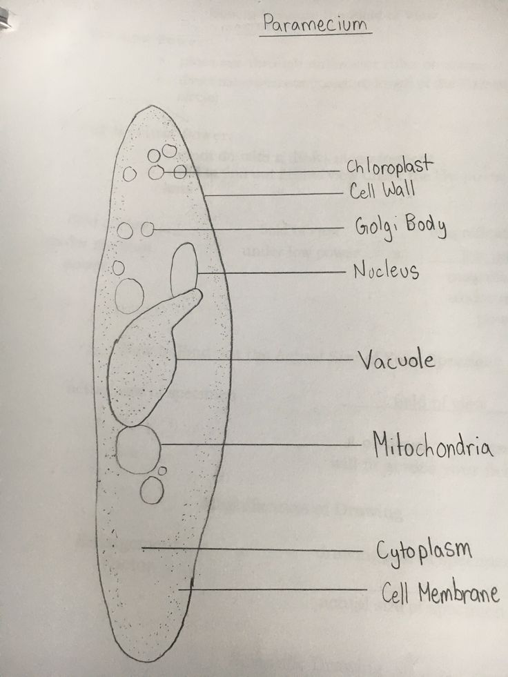 diagram of the structure of an animal cell