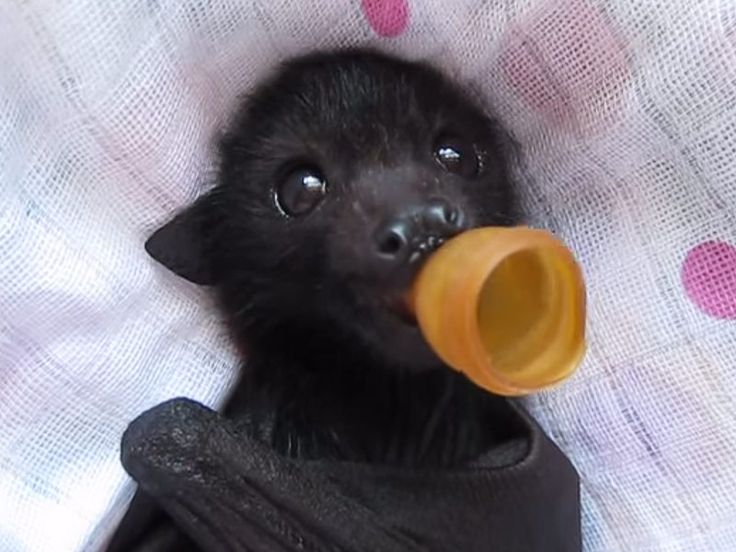 a small black animal with a yellow cup in its mouth