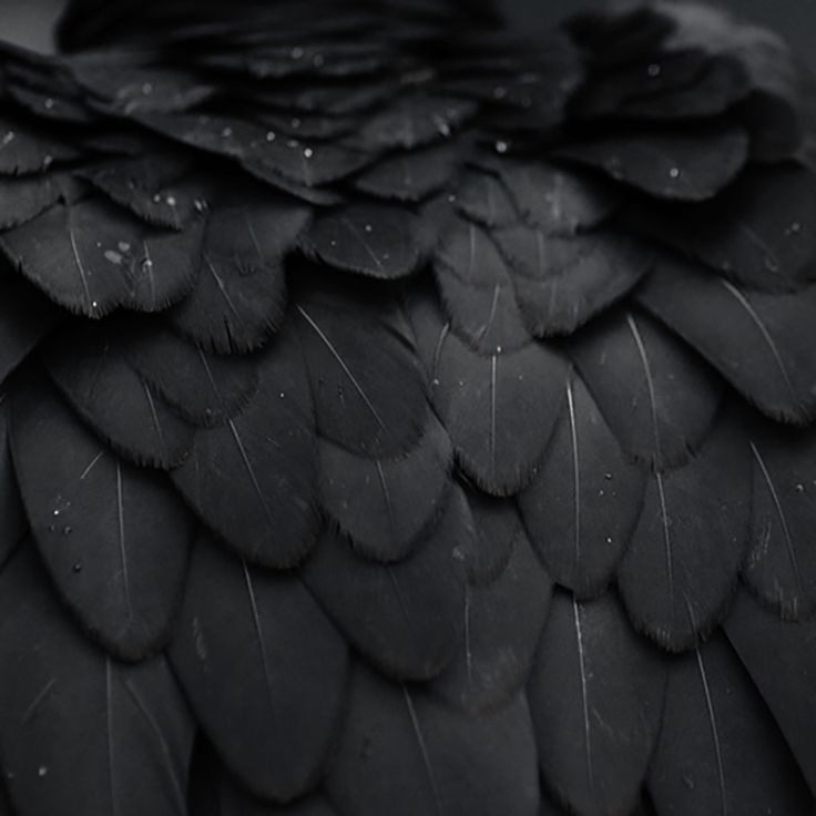 a black bird's feathers with drops of water on the wing and back end