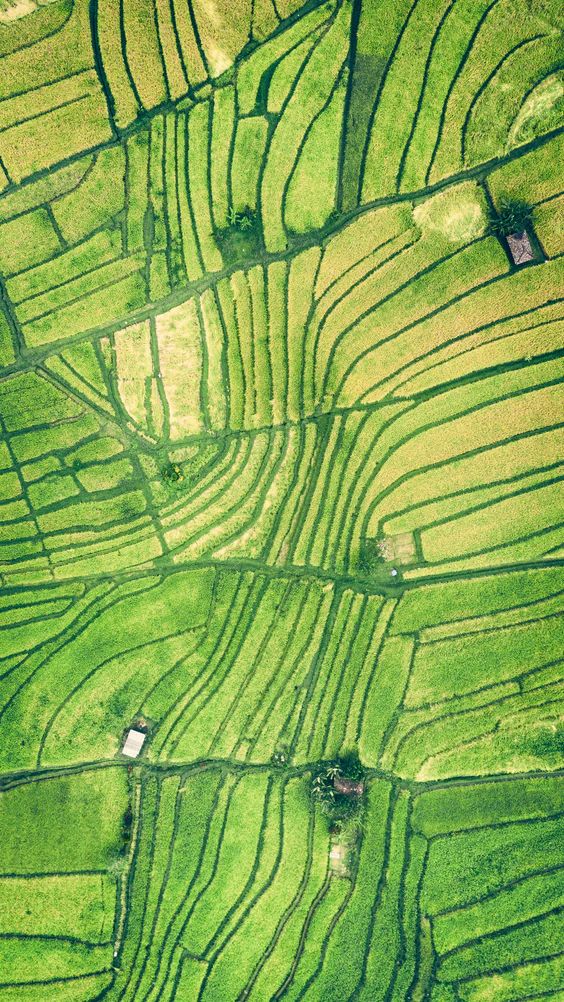 an aerial view of rice fields in the philippines