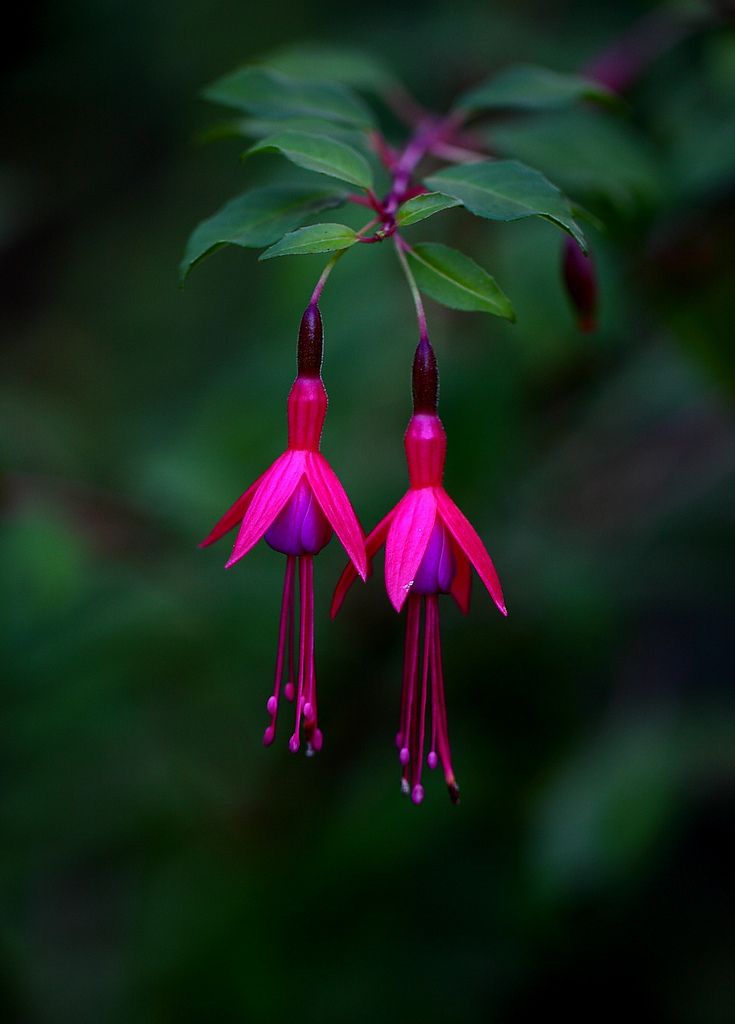 two fuchsia flowers with green leaves in the back ground and one pink flower