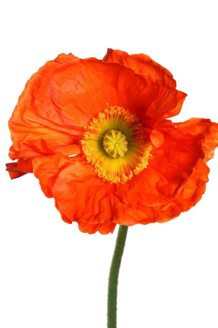 an orange flower on a white background