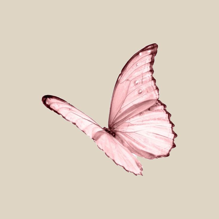 a pink butterfly flying through the air