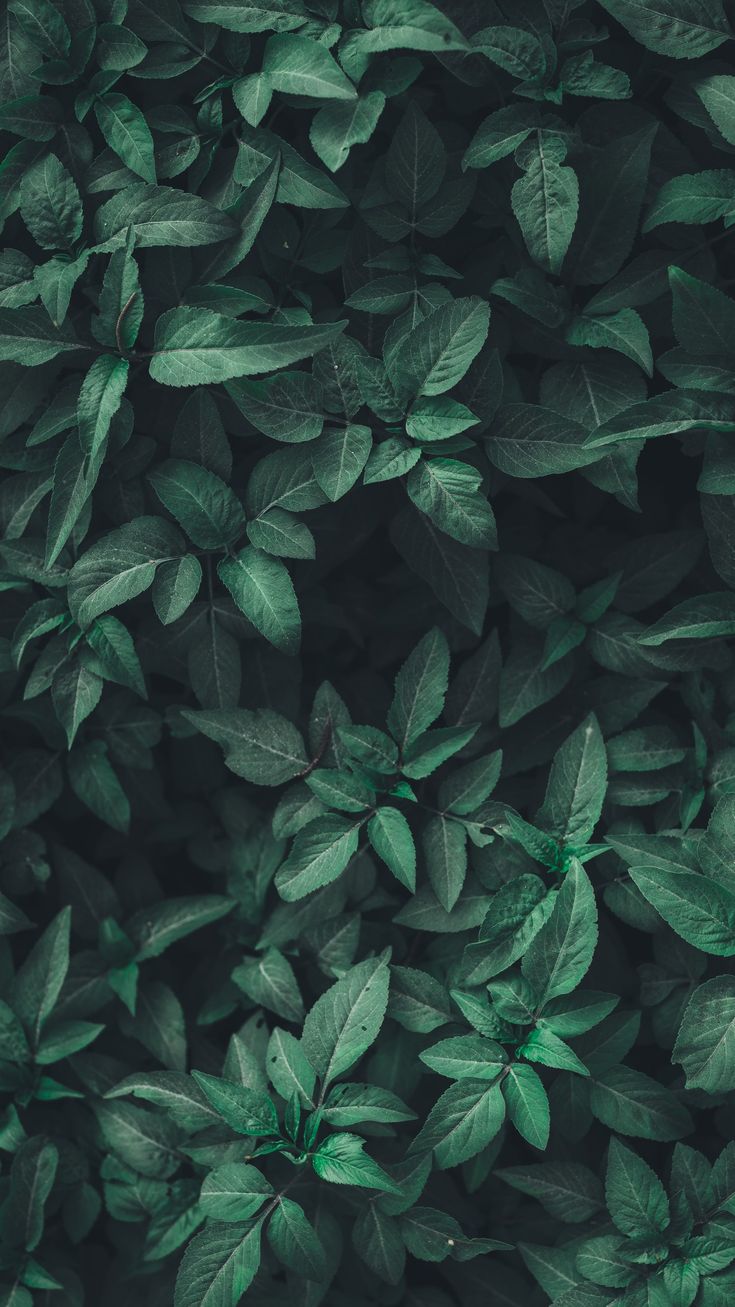 green leaves are growing on the side of a wall in front of a black background