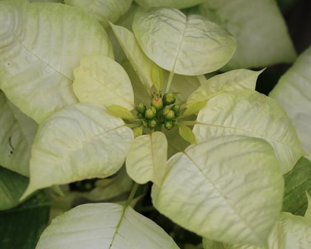 a close up view of some white flowers