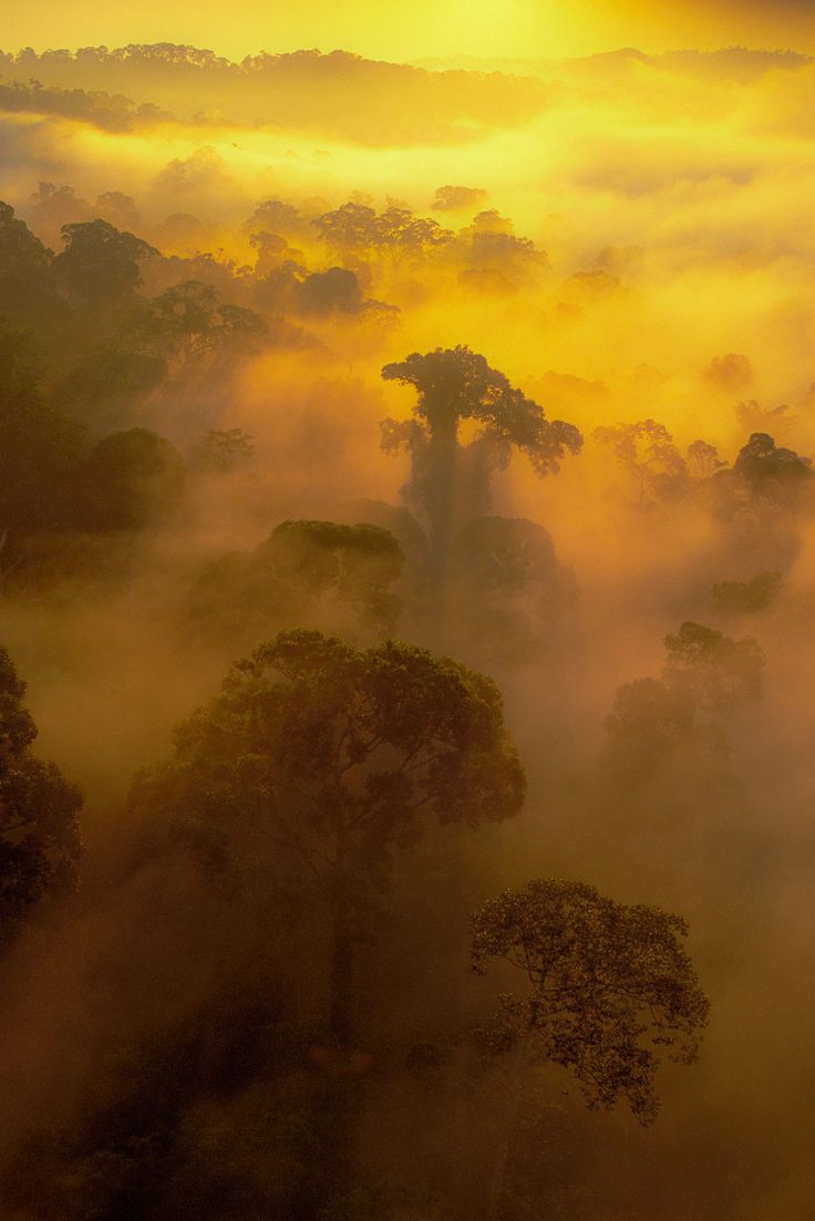 an aerial view of trees and fog in the sky at sunrise or sunset, taken from above