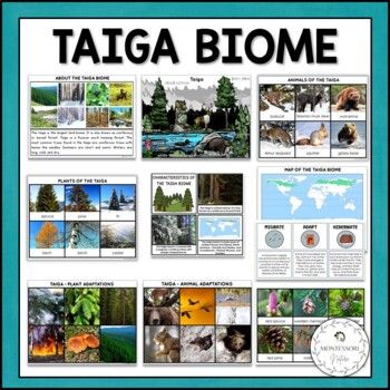 the taiga biome poster is shown in blue and white with pictures of trees, plants