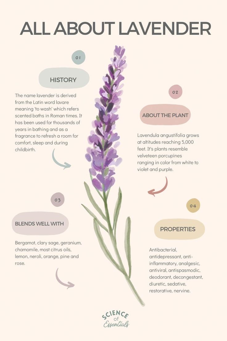 an info sheet with lavender flowers on it