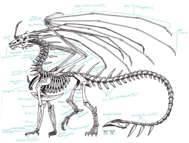 a drawing of a dragon skeleton