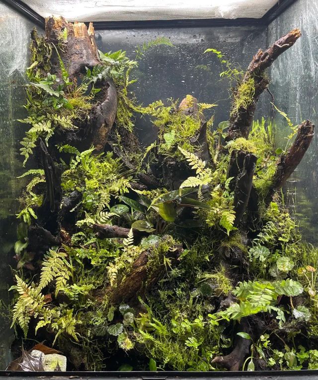 an aquarium filled with lots of green plants