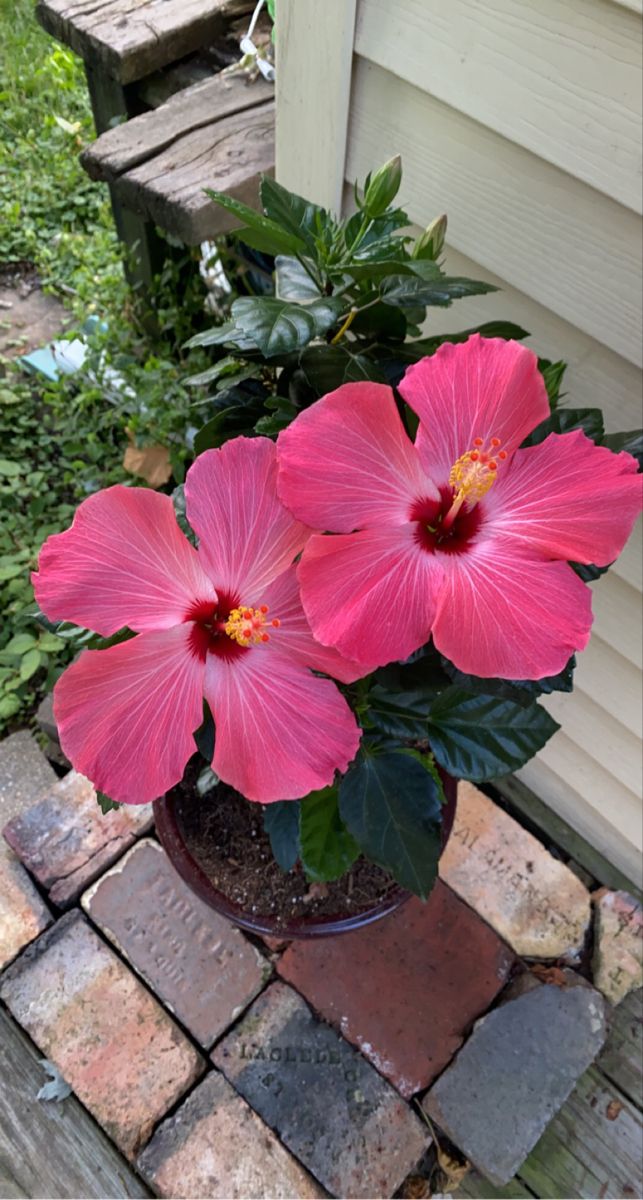 two pink flowers are in a pot outside