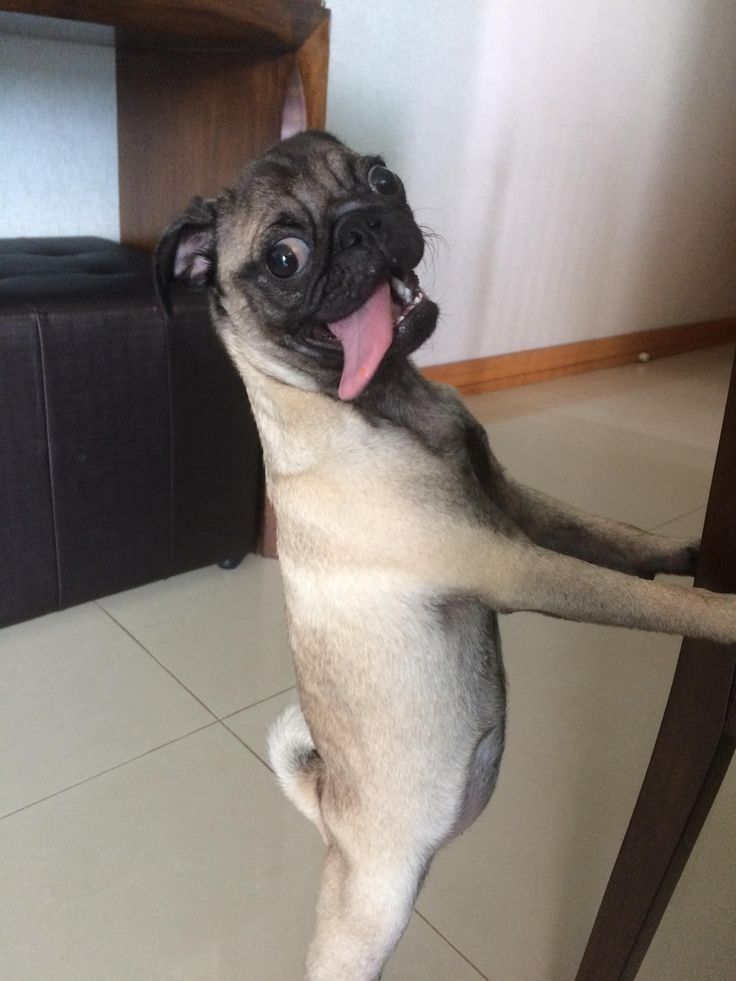 a pug dog standing on its hind legs in front of a table with his tongue hanging out