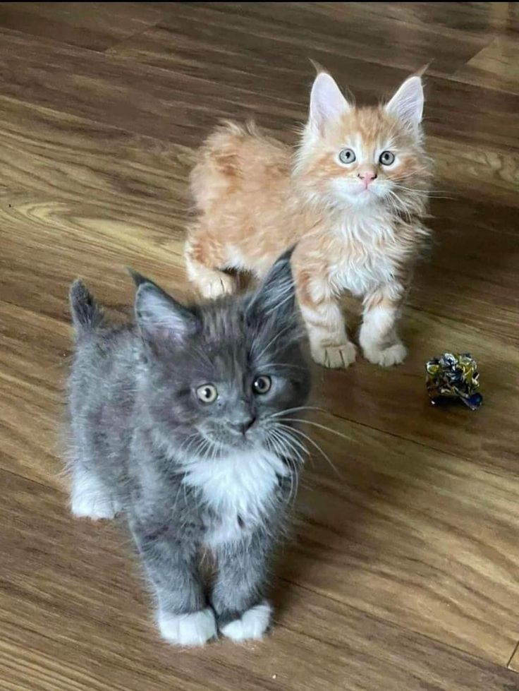 two small kittens standing next to each other on a wooden floor with one cat looking at the camera