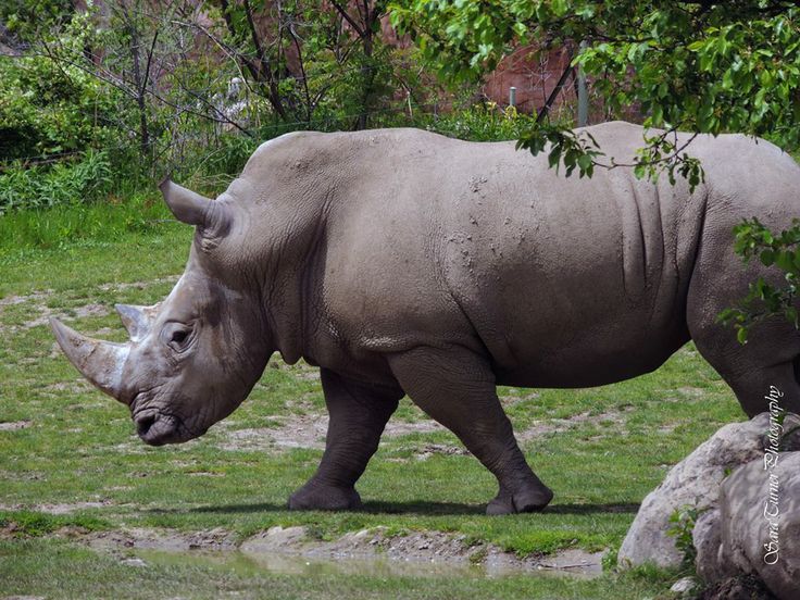 a rhinoceros is walking in the grass near some rocks and trees with its head turned to the side