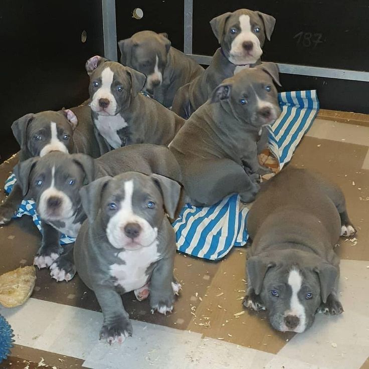 a group of puppies laying on top of a floor