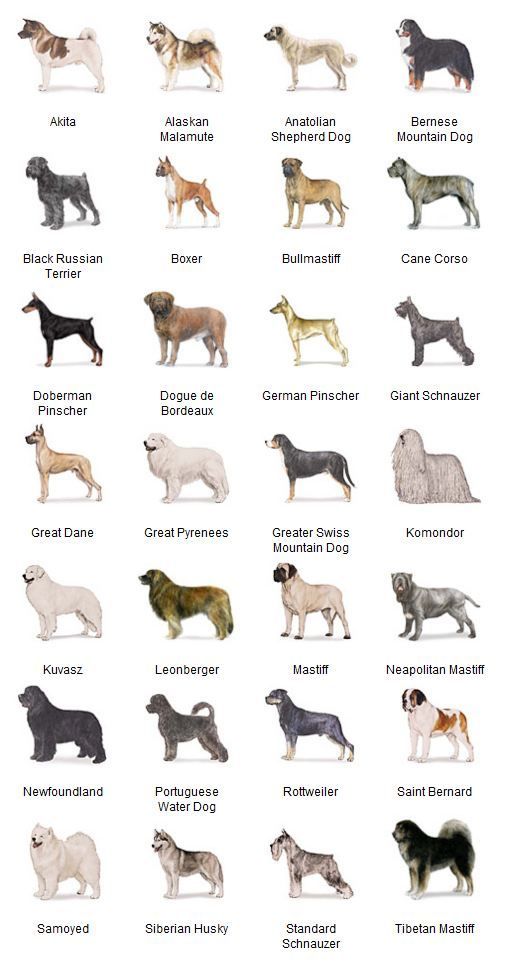 the different breeds of dogs are shown in this chart, which shows them's names