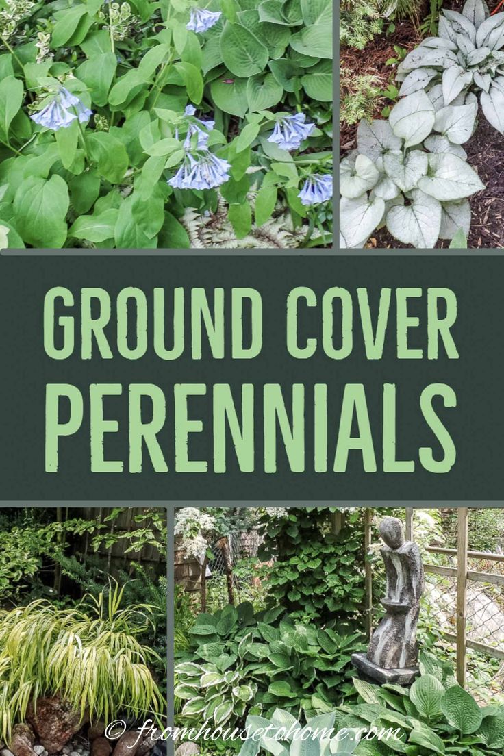 Ground Cover Plants For Shade (Perennials That Keep Weeds Down) Ground Cover Perennials, Plants For Shade, Shade Loving Shrubs, Ground Orchids, Perennial Ground Cover, Plants Under Trees, Virginia Bluebells, Shade Loving Perennials, Backyard Trees