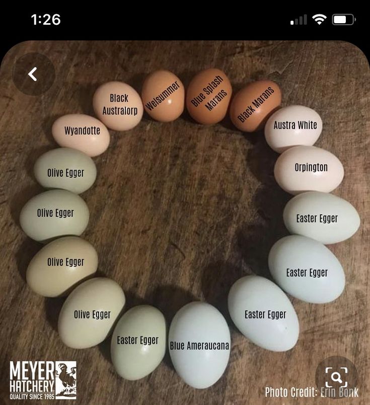 an image of eggs arranged in the shape of a circle on a wooden table with names