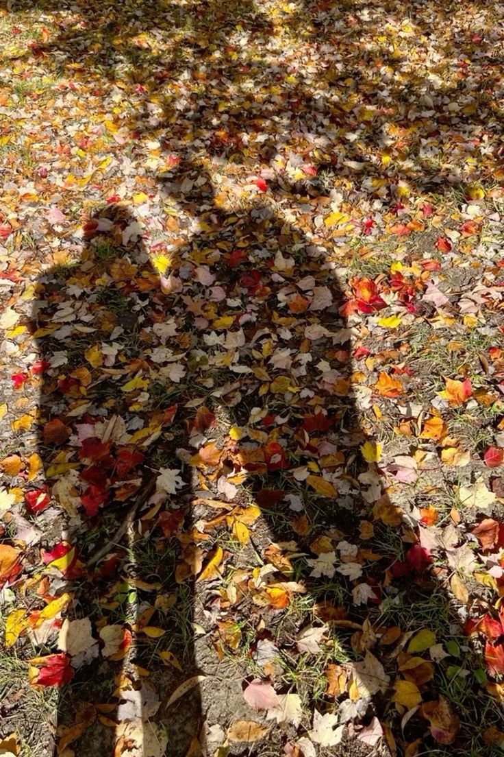 the shadow of a person standing in leaves