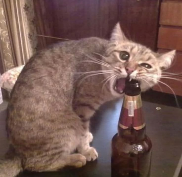 a cat sitting on top of a table with a beer bottle in it's mouth