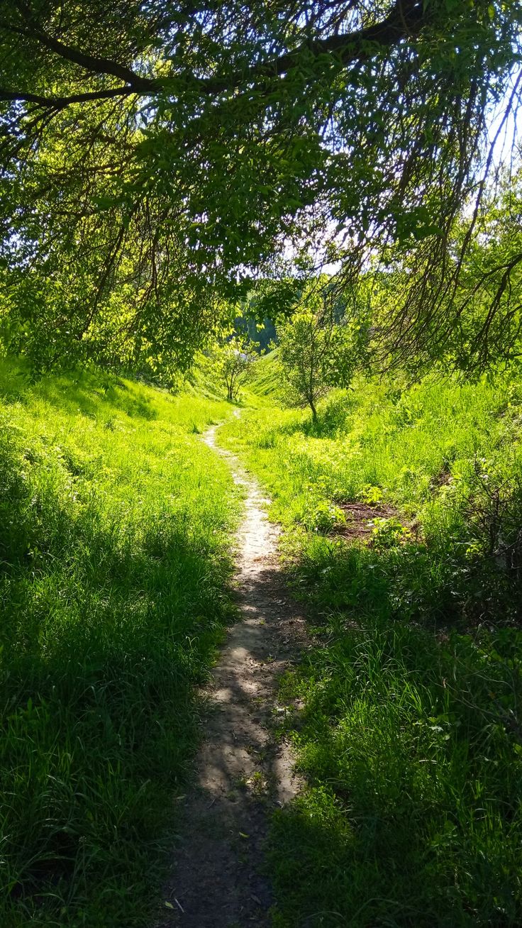 a path in the middle of a lush green field