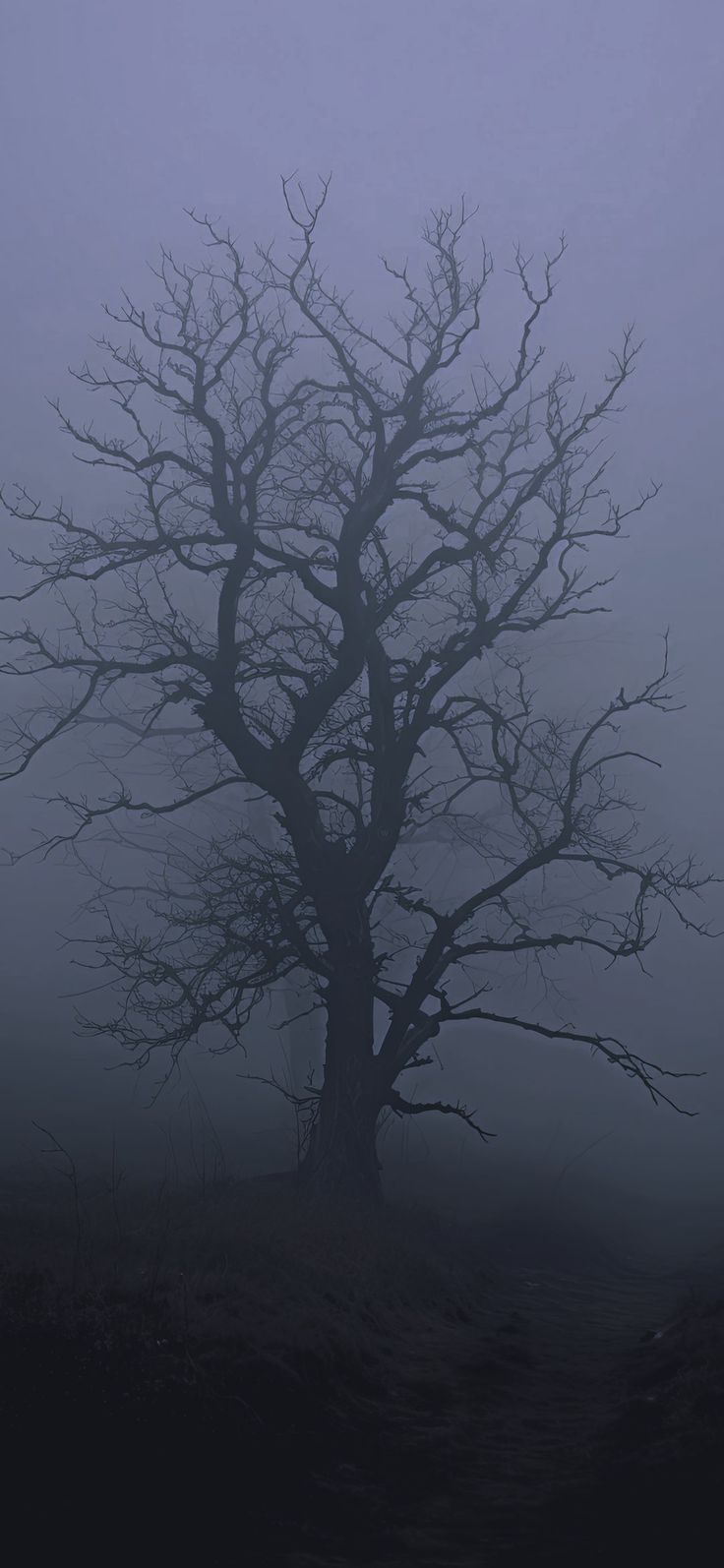 a bare tree in the fog on a hill