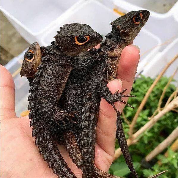 two small lizards sitting on top of each other in someone's hand with the caption mode smokii