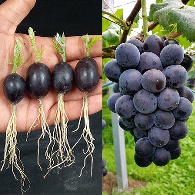 an image of grapes being grown in the garden and then eaten by someone holding them