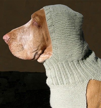 a brown dog wearing a green sweater with his head tilted to the side and it's eyes closed