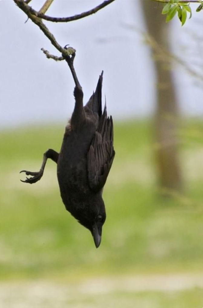 a black bird is hanging upside down from a tree branch with its wings spread out