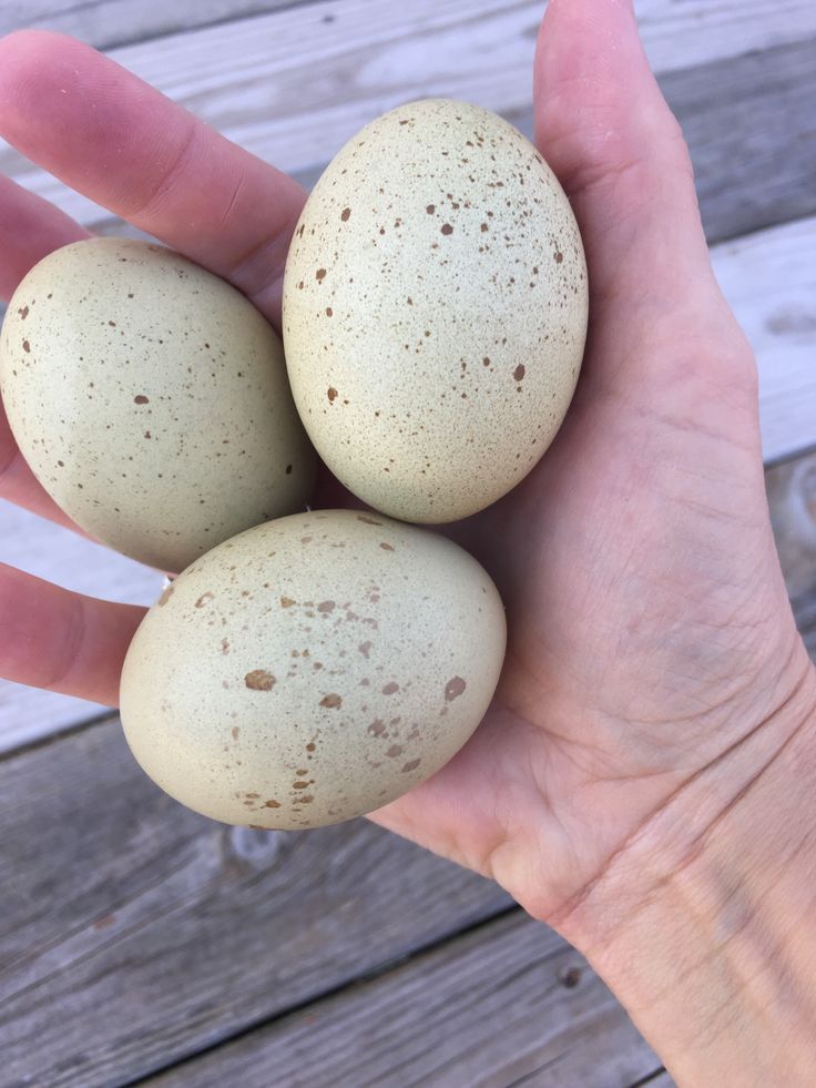 three speckled eggs sitting in someone's hand