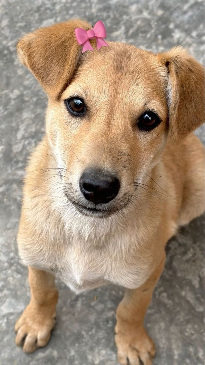 a small brown dog with a pink bow on it's head looking at the camera