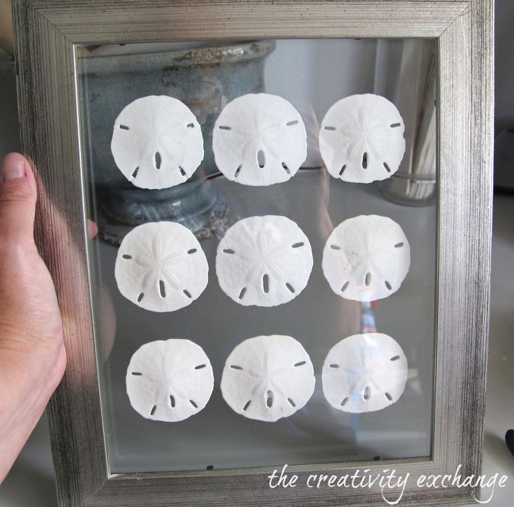 a person holding up a frame with sand dollars in it