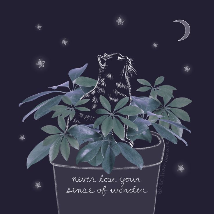 a cat sitting on top of a potted plant with leaves and the words never lost your sense of wonder