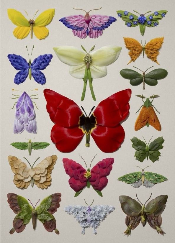 a group of different colored butterflies on a white background