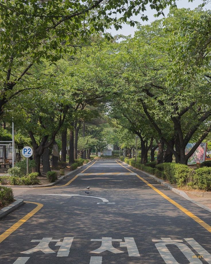 an empty street with trees lining both sides and no parking signs on the other side