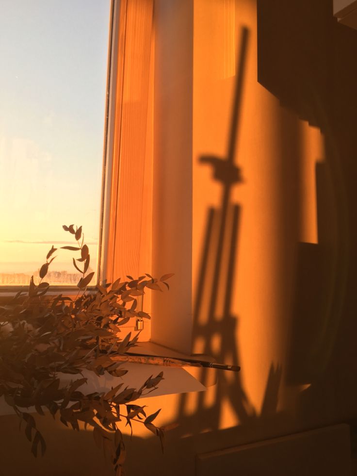 the shadow of a plant on a window sill