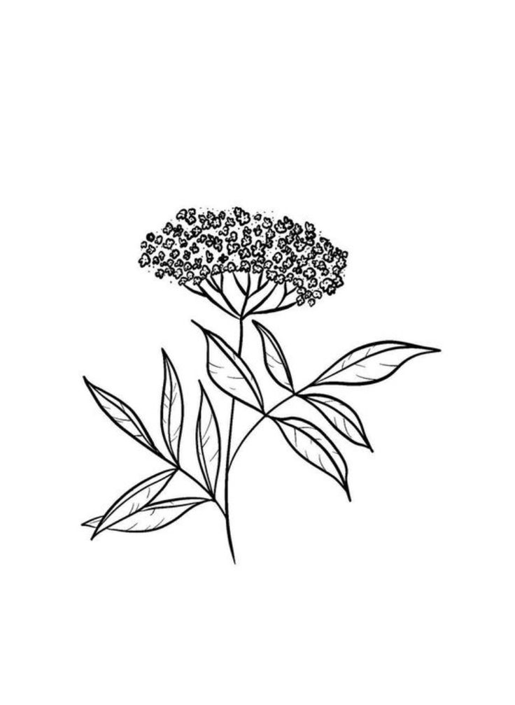 Elderflower Drawing, Elderflower Tattoo, Elderberry Flower, Palm Mehndi Design, Optical Illusion Tattoo, Elderflower Cordial, Floral Tattoos, Plant Drawing, Botanical Flowers