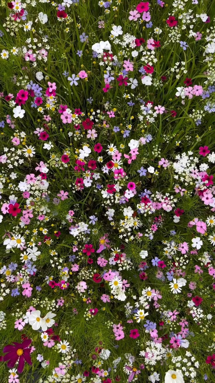 an overhead view of many different colored wildflowers in a field with green grass