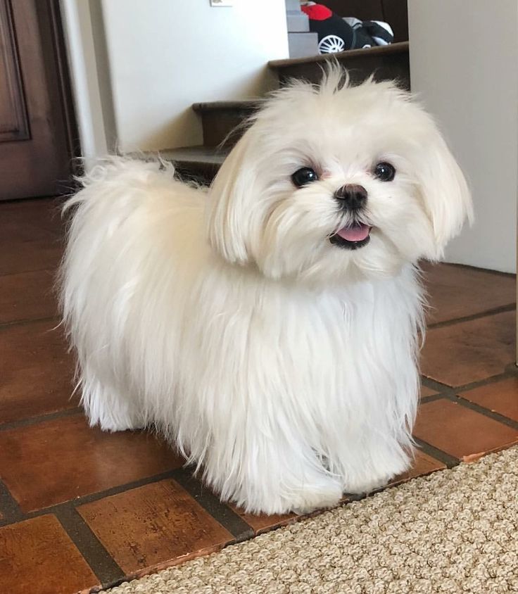 a small white dog standing on top of a kitchen floor