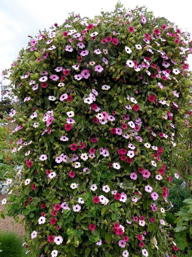 a very tall plant with many flowers growing on it's sides in a garden