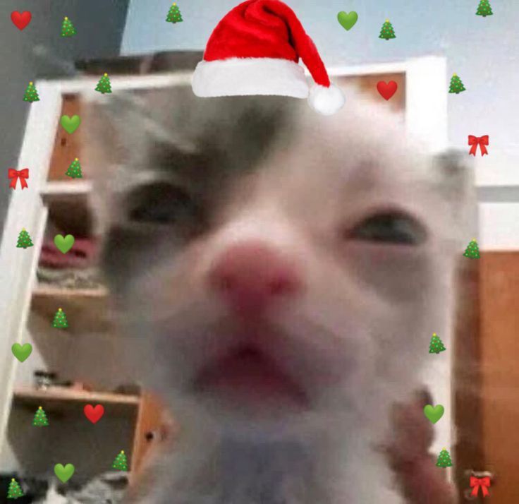 a cat wearing a santa hat and making a funny face