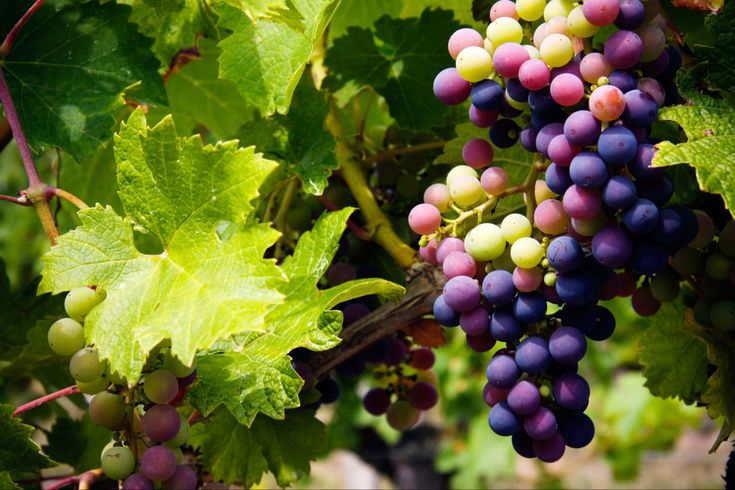 grapes are growing on the vine with green leaves